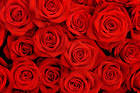 Red Roses Background