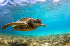 Sea Turtle Background