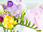 Spring Flowers Background