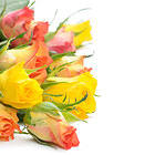 Yellow and Orange Roses Background