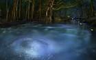 Magic Forest Lake Wallpaper