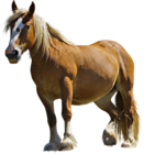 Brown Horse PNG Clipart