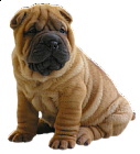 Cute Little Shar pei Clipart