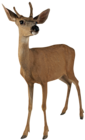 Deer Roe PNG Picture