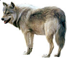 Painted Wolf Clipart