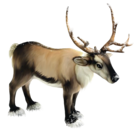 Reindeer PNG Clipart