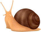 Snail PNG Clipart