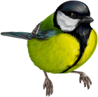 Great Tit Bird PNG Clipart