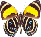 Large Brown PNG Transparent Butterfly Clipart