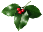 Mistletoe PNG Picture