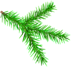 Pine Branch PNG Transparent Clipart