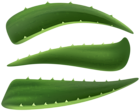 Aloe Vera Leaves PNG Transparent Clipart