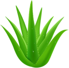 Aloe Vera PNG Clip Art