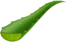 Aloe Vera Piece Transparent Clip Art Image