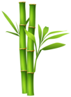 Bamboo PNG Image