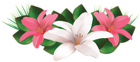 Decorative Flowers Transparent Image