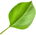 Green Leaf PNG Clipart