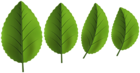 Green Leaves PNG Clipart