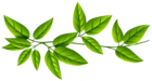 Green Leaves PNG Image