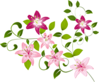 Lilium Decoration Transparent PNG Clip Art Image