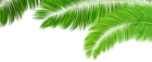 Palm Branches Decoration PNG Clip Art Image