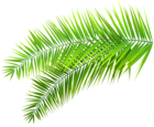 Palm Leaves Decoration PNG Clip Art Image