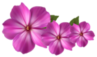 Pink Flower Decor PNG Clipart