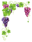 Transparent Vine Decor PNG Clipart Picture