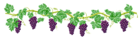 Vine Decorative Element PNG Clipart Picture