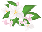 White Flowers Transparent Clip Art