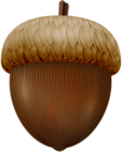 Acorn PNG Clip Art Image