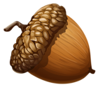 Acorn PNG Clipart Picture