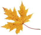 Autumn Leaf PNG Image