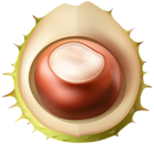 Chestnut PNG Transparent Clipart