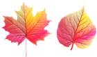 Colorful Autumn Leaves PNG Clip Art Image