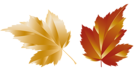 Fall Transparent Leaf Picture