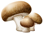 Mushrooms PNG Clipart Picture