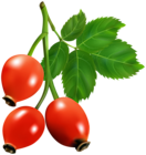 Rosehip Branch PNG Transparent Clipart