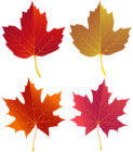 Set of Autumn Leaves PNG Clip Art