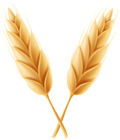 Wheat Classes PNG Clip Art Image