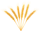 Wheat Decoration PNG Clip Art Image