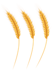 Wheat Grains PNG Clip Art Image