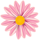 Beautiful Daisy PNG Clip Art Image