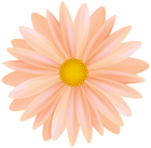 Beautiful Orange Flower PNG Transparent Clipart