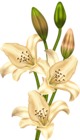 Cream Lilium Clipart