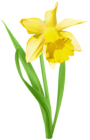 Daffodil Transparent PNG Clip Art Image