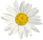 Daisy PNG Clip Art Image