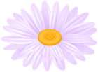 Daisy Violet Flower PNG Transparent Clipart