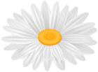 Daisy White Flower PNG Transparent Clipart