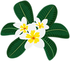 Decorative Plumeria Transparent Image